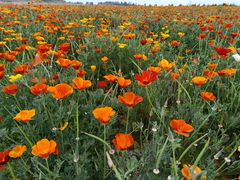 -扁都口生态休闲旅游区