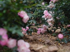 -人民公园(罗湖区)