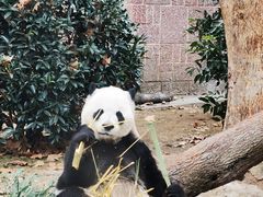 -成都动物园