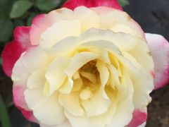 -北纬44度·金珠花海休闲农业旅游景区