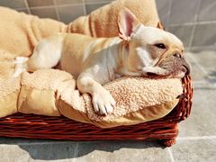 -帕帕拉兹宠物(亚洲旗舰店)