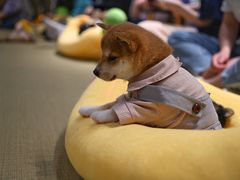 -逗柴咖啡屋·狗咖猫咖宠物桌游