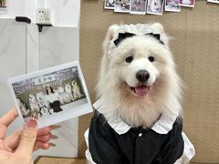 -星多哈·狗咖·拼豆·咖啡