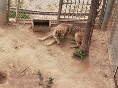 -青藏高原野生动物园
