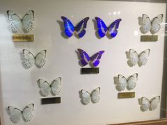 上海昆虫博物馆-上海昆虫博物馆