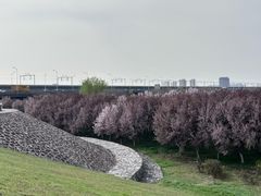 -咸阳湖景区-古渡公园