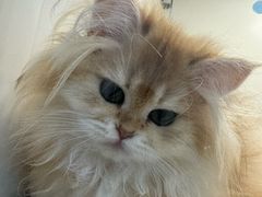 -1013 PET SHOP 宠物商店(近铁城市广场店)