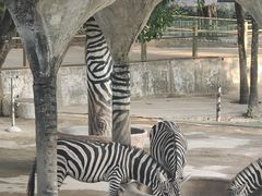 -深圳野生动物园