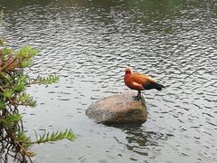 -呀诺达热带雨林
