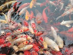 -国色天乡三期陆地乐园