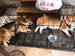 -红旗大食堂(君悦紫园店)