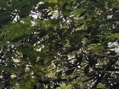 -上海佘山国家森林公园天马山园