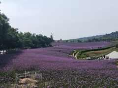 -大塘金香草谷