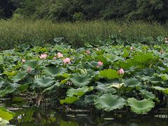 -艾溪湖湿地公园