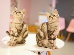 -三花喵·撸猫购宠·宠物生活馆(虹桥南丰城店)
