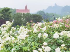 -广富林郊野公园