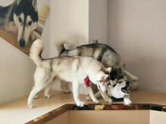 -Husky Go! 哈士奇体验馆·宠物咖啡厅狗咖
