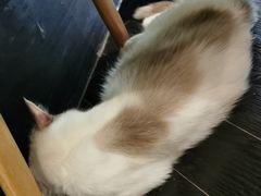 -猫色咖啡·猫咖