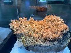 -湖南省地质博物馆