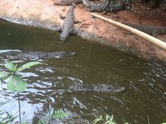 -海南热带野生动植物园