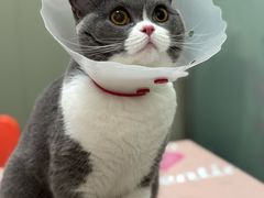 -伟伟宠物医院·瑞派猫友好医院·猫科(光谷店)