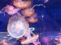 -上海海昌海洋公园