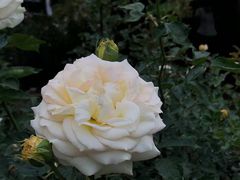 -人民公园(罗湖区)