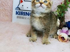 -十年猫舍·猫咪专门店(普陀店)