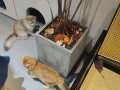 -琪喵猫屋·撸猫猫咖·猫舍