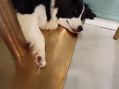 -安格丽娜·狗咖·猫咖羊驼咖(春熙路百盛商场店)