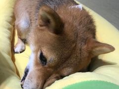 -逗柴咖啡屋·狗咖猫咖宠物桌游