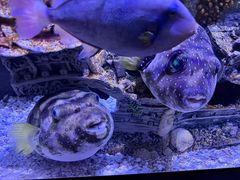 -成都浩海立方海洋公园