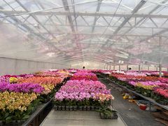 -龙大花卉苗木市场