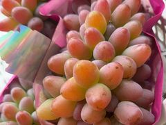 -马陆小张葡萄园农家乐