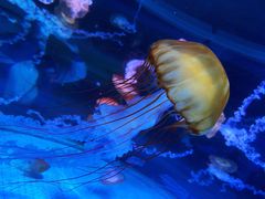 -海合安成都极地海洋公园