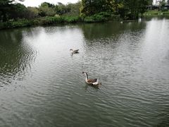 -海珠湖公园
