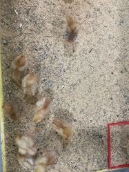 -神奇动物撸宠馆·羊驼·小浣熊·异宠(豫园店)