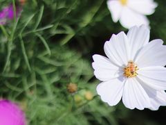 -花开海上生态园
