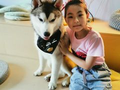 -Husky Go! 哈士奇体验馆·宠物咖啡厅狗咖