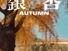 -三里屯东五街银杏大道