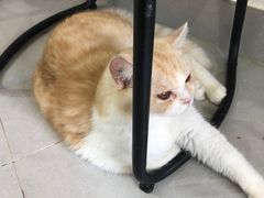 -Heymao猫咖.咖啡厅(东门店)