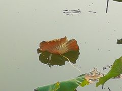 -东郊湿地公园
