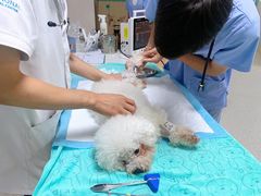 -谐和贝康宠物医院24小时·宠保定点(急重症转诊中心)