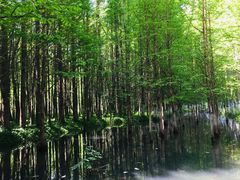 -桤木河湿地公园