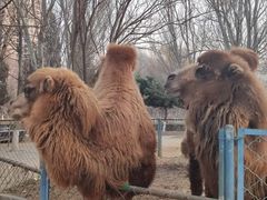 -长白岛森林公园