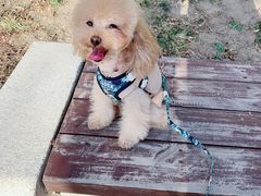 -爱宠屋pet shop·宠物洗澡·宠物美容