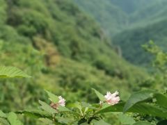 -牛背梁国家森林公园