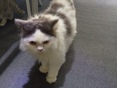 iphone_upload_pic-喵的天空名猫咖啡馆·撸猫·猫舍·用品