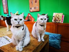 -李小姐の猫咖啡馆(五角场店)