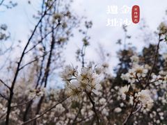 -金沙遗址博物馆